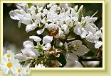 LBJflowers and Girls_0022